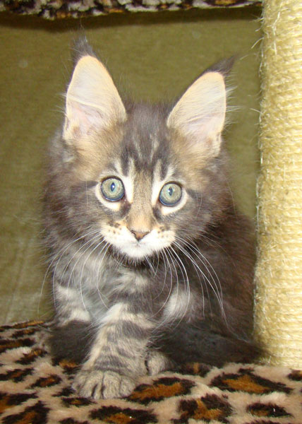     Catsvill County!   !    !       !!!    Catsvill County +7-926-544-74-09     .   ,   ,   ,    ,   ,  ,     ,   -,    ,   !